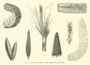 Gerippte Auster, fossile Pflanzen und Früchte aus dem Becken der Seine von French School