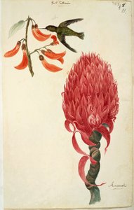 Kolibri (Trochilidae) und Ananas (Ananas comosus) von Lejeune von French School