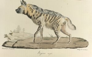 Hyäne, eine gestreifte Hyäne, aus Histoire Naturelle des Mammifères von French School