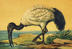 I wie Ibis