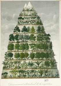 Illustration der verschiedenen Vegetationstypen in unterschiedlichen Höhenlagen