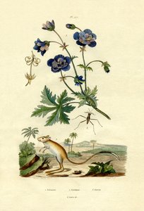 Springmaus von French School