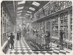 Die Pariser Medizinische Fakultät - die Galerie der vergleichenden Anatomie - Gravur in „Tableau-de-Paris“ von Edmond Texier 1852.