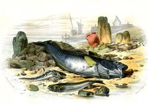 Die eierlegende Schleimfisch (Blennius viviparus), unten die Petermännchen und der Kabeljau - Tafel aus Histoire Naturelle von Bernard Germain de Lacepede (1856-1925), Ausgabe P.Furme, Paris von French School