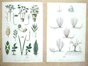 Schichten und Schnitte von French School