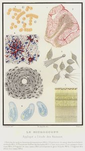 Das Mikroskop, angewendet auf das Studium der Tiere von French School