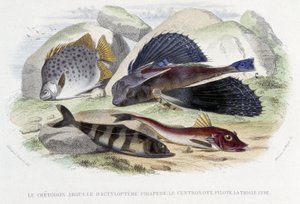 Der Chétodon Argus, der Tyloptera Pirapède, der Centronote Pilot, die Trigle Lyre - in „Histoire Naturelle“ von Lacépède, Hrsg. Furne, Paris von French School