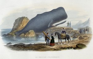 Der zylindrische Physale (gestrandeter Wal) - in „Le monde de la mer“ von Alfred Fredol, Hachette, Paris von French School