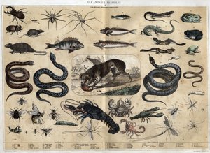 Les animaux nuisibles. Gravur von 1860 in „les Recreations instructives“ Synoptisches Gemälde von Jules DELBRUCK. Private Sammlung