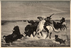Die Ochsen (Rinderrasse) der Camargue nach dem Gemälde von Vayson - Gravur in PATRIE - Gravur in PATILE - Beschreibung der malerischen Frankreichs in 6 Bänden von Lucien Huard - Ende des 19. Jahrhunderts von French School