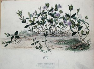 Kleine Immergrün oder Vinca minor von French School