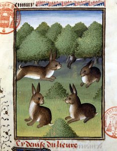 Hasen - in „Jagd Buch von Gaston Phoebus, Graf von Foix, Herr von Béarn“