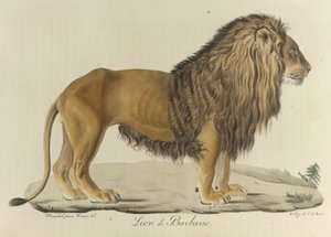 Barbarischer Löwe, aus 