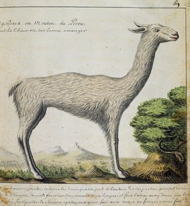 Lama, Peru, aus dem Logbuch von Jacques Gouin de Beauchesne von French School