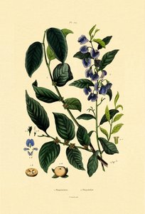 Lotuspflaume von French School