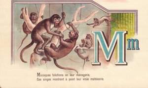 M: Makaken in ihrer Menagerie, diese Affen zeigen ihre wahre List von French School