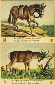 M wie Maultier und N wie Nangueur