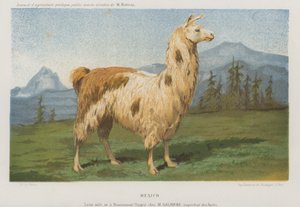Männliches Lama geboren in Remiremont (Vosges), Frankreich
