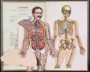 Der Mensch, seine Organe, seine Muskeln und sein Skelett, aus Anatomie Elementaire von Dr. Lelievre