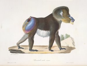 Alter Mandrill-Pavian, aus Histoire Naturelle des Mammifères