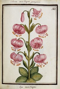Türkenbundlilie, ca. 1700 von French School