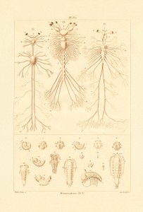 Metamorphose