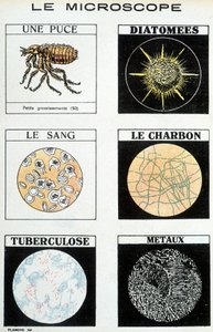 Mikroskope: ein Floh, Diatomeen, Blut, Kohle, Tuberkulose, Metalle