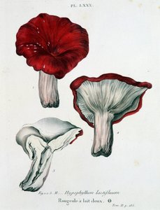 Milchflecken - in „Traité des champignons“ von Jean Jacques Paulet, Ende des 18. Jahrhunderts von French School