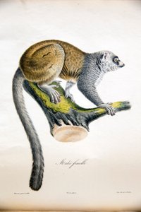 Mungo-Maki, aus Histoire Naturelle des Mammifères, mit Originalfiguren, von Étienne Geoffroy Saint-Hilaire & Frédéric Cuvier, 1824-42 von French School