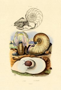 Mondschnecke von French School