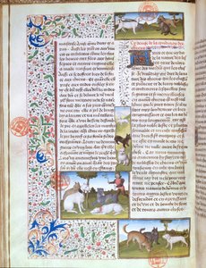 Jagdhunde, aus dem Livre de la Chasse von Gaston Phebus de Foix (1331-91) von French School