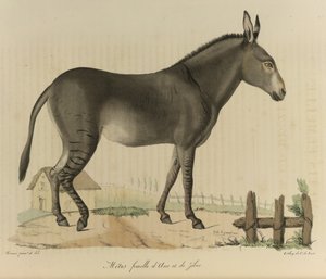 Weiblicher Hybrid, aus 