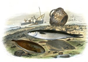 Meeräsche (Mugilidae), Seezunge (Solea Vulgaris), Limande (Microstomus Kitt) - Tafel aus Naturgeschichte von Bernard Germain de Lacepede (1856-1925), Ausgabe P.Furme, Paris von French School
