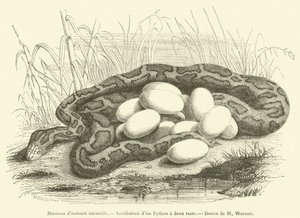 Naturkundemuseum, Inkubation eines Python mit zwei Streifen von French School