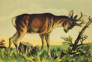 N Nangueur (vulgärer Name der Lama-Antilope) von French School