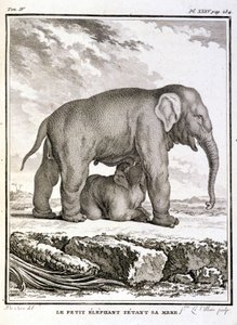 Naturgeschichtstafel: Der kleine Elefant neckt ihre Mutter - in „Naturgeschichte, allgemein und besonders“ von Buffon