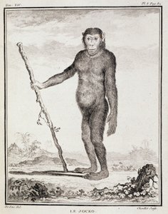 Naturgeschichtstafel: Der Jocko - in „Naturgeschichte, allgemein und besonders“ von Buffon