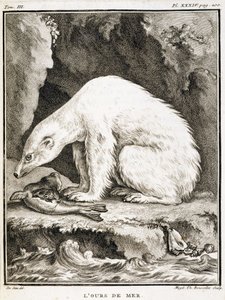 Naturgeschichtstafel: Der Seebär frisst eine Robbe - in „Naturgeschichte, allgemein und besonders“ von Buffon