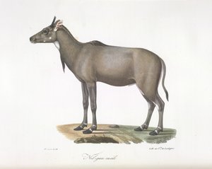 Nilgau-Männchen. Nilgau-Antilope, aus Histoire Naturelle des Mammifères von French School