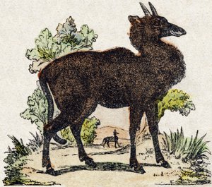 Nyl-ghau (Nyl ghau, indisches Tier). Gravur in "Alphabet des animaux sauvages". 9. Serie. Bildersammlung von Epinal, Pellerin, Drucker-Verleger, um 1870. Holzschnitte, schabloniert. 16 Seiten. Dim: 20 x 15 cm. Private Sammlung