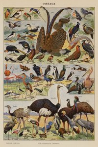 Vögel (Farblithografie) von French School