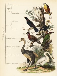 Ordnungen der Vögel: Turmfalke, Falco tinnunculus, gefährdete Schneeeule, Bubo scandiacus, Glanzstar, Lamprotornis chalybaeus, Doppelhornvogel, Buceros bicornis, Grünspecht, Picus viridis, Westlicher Tragopan, Tragopan melanocephalus von French School
