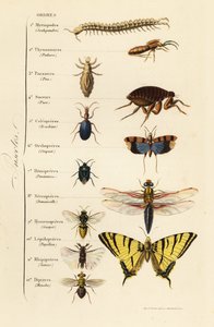 Ordnungen der Insekten