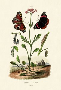 Tagpfauenauge