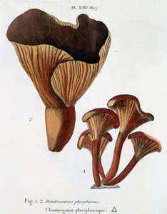 Phosphorischer Pilz in Jean Jacques Paulet „Traité des champignons“, Ende des 18. Jahrhunderts von French School