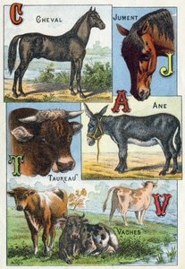 Tafel 1: Pferd, Stute, Stier, Esel, Kühe. Gravur in "Syllabary alphabet of domestic animals and farmyard". Serie A. Pellerin et Cie, Drucker-Verleger, Epinal, Ende des 19. Jahrhunderts. Chromolithographien. Dim: 19,5 x 13,5 cm