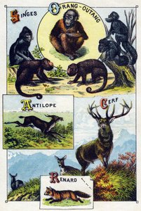 Tafel 1: Affen, Orang-Utan, Antilope, Hirsch, Fuchs. Gravur in "Silbenalphabet der wilden Tiere". Serie A. Pellerin et Cie, Drucker-Verleger, Epinal, Ende des 19. Jahrhunderts