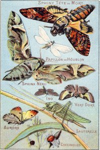 Tafel 1: Totenkopf-Sphinx, Hopfenfalter, Sphinx Neri, Ino, Goldgrün, Aurora, Heuschrecke, Marienkäfer. Gravur in "Syllabary alphabet of butterflies and insects". Serie A. Pellerin et Cie, Drucker-Verleger, Epinal, Ende des 19. Jahrhunderts. Chromolithograp von French School