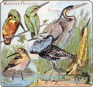 Tafel 3: Eisvogel, Reiher, Bekassine, Kämpfender Ritter, Butor. Gravur in "Syllabary alphabet of birds and reptiles". Serie A. Pellerin et Cie, Drucker-Verleger, Epinal, Ende des 19. Jahrhunderts. Chromolithographien.
