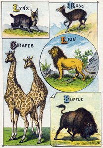 Tafel 3: Luchs, Moschus, Giraffen, Löwe, Büffel. Gravur in "Syllabary alphabet of wild animals". Serie A. Pellerin et Cie, Drucker-Verleger, Epinal, Ende des 19. Jahrhunderts. Chromolithographien. Kleines 8-seitiges Werbealbum mit einem Silbenalphabet und 